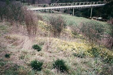 Photograph - Digital image, Pioneer Children's Cemetery [from above], 1985_