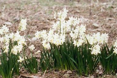 Photograph - Digital image, Pioneer Children's Graves [jonquils], 1985_