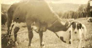 Photograph - Digital image, Harriet Stock's Cow and Dog, 1885c