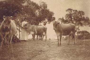 Photograph - Digital image, Annie May Partington with cows, 1910c