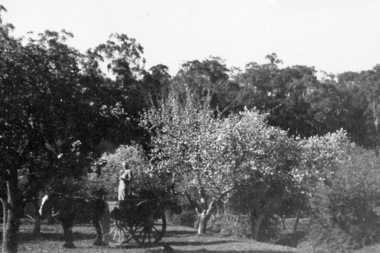 Photograph - Digital image, Apples on Partington's Flat, 1920c