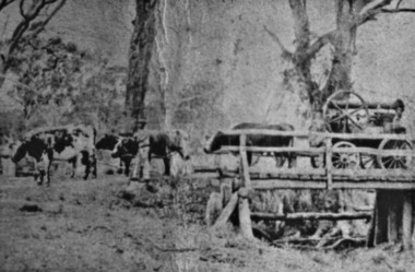 Photograph - Digital Image, Ruston bullock team Panton Hill 1860, 1860_