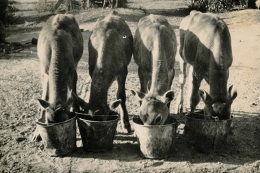 Photograph - Digital image, Willis Vale [Cows], 1920c