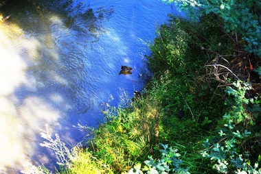 Photograph - Digital Image, Plenty River Greensborough, May 2014 -4, 21/05/2014