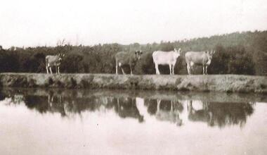 Photograph - Digital image, Cows on Hill Dam at Apollo Parkways, 1935c