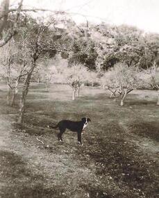 Photograph - Digital image, Old orchard at Partington Flat, 1930c