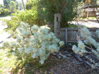 Photograph - Digital image, Old Post, Mountainview Road, 02/05/2013