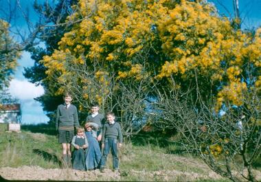 Photograph - Digital Image, Blackjack: five boys in the garden, wattle flowering, 1953_