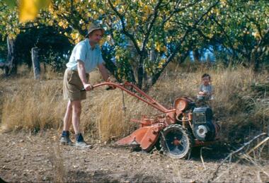 Photograph - Digital Image, Blackjack: Frank Robinson hoeing, 1953_