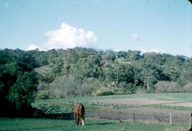 Photograph - Digital image, Frank Robinson, Looking across the Plenty River from Pope's paddock to Blackjack, 1954_