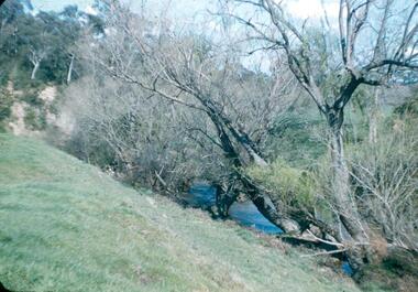 Photograph - Digital image, Frank Robinson, Willows in the Plenty River, looking south west to cliffs, 1954_