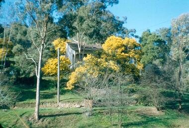 Photograph - Digital image, Frank Robinson, Greensborough wattles, 1954_