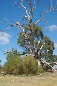 Photograph - Digital image, Marilyn Smith et al, Janefield Precinct: dead gum tree and box thorns, 27/11/2014