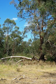 Photograph - Digital image, Janefield Precinct: gumtree, 27/11/2014