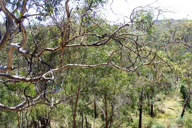 Photograph - Digital image, Marilyn Smith et al, Janefield Precinct: Looking down toward Kookaburra Bend 1, 27/11/2014