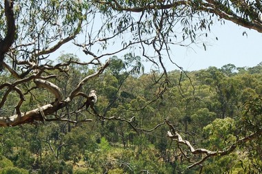 Photograph - Digital image, Marilyn Smith et al, Janefield Precinct: Looking down toward Kookaburra Bend 2, 27/11/2014