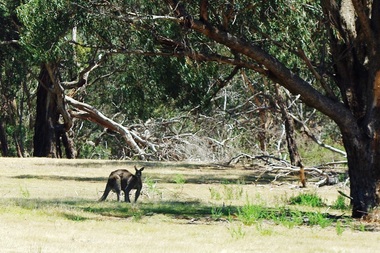 Photograph - Digital image, Marilyn Smith et al, Janefield Precinct: Lone kangaroo, 27/11/2014