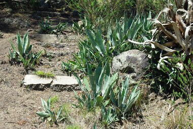 Photograph - Digital image, Marilyn Smith et al, Janefield Precinct: Aloe plant on lower terrace, 27/11/2014