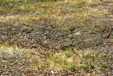 Photograph - Digital image, Marilyn Smith et al, Janefield Precinct: Old shed base, outline, spoon drain and post holes, 27/11/2014