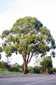 Photograph - Digital image, Marilyn Smith, Diamond Village Shopping Centre (Trees in Carpark), Watsonia, 2016, 22/05/2016