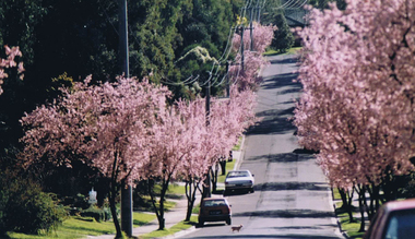 Photograph - Digital image, Frank Solomon, Prunus blossoms: Mountainview Road Briar Hill 1, 2010c
