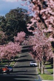 Photograph - Digital image, Frank Solomon, Prunus blossoms: Mountainview Road Briar Hill 2, 2010c