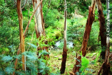 Photograph - Digital image, Marilyn Smith, Blue Lake: Vegetation, 19/06/2015