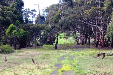 Photograph - Digital image, Marilyn Smith, Blue Lake: Kangaroos at Yellow Gum Park, 19/06/2015