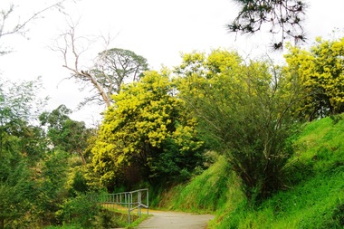 Photograph - Digital image, Marilyn Smith, Plenty River bank stabilisation 2015; path along the river, 16/08/2015