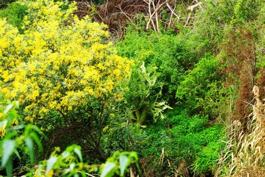 Photograph - Digital image, Plenty River bank at Greensborough 2015; Rear of lower Main Street shops, 16/08/2015