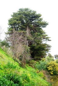 Photograph - Digital image, Marilyn Smith, Plenty River bank at Greensborough 2015; Trees, 16/08/2015