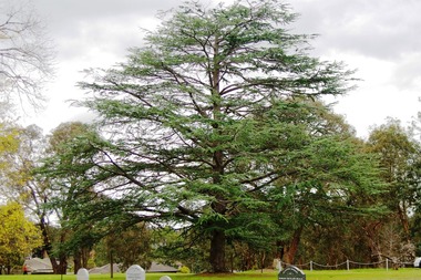 Photograph - Digital image, Marilyn Smith, St Katherine's Church St Helena: Trees in grounds of Church, 29/05/2015