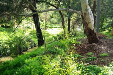 Photograph - Digital image, Marilyn Smith, On the Plenty River bank near Railway Road Briar Hill, 17/09/2014