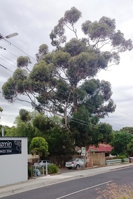 Photograph - Digital image, Marilyn Smith, Tree, Poulter Avenue and Main Street, 20/10/2016
