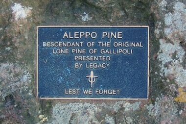 Photograph - Digital image, Marilyn Smith, Aleppo Pine plaque, 02/08/2014
