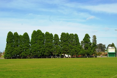 Photograph - Digital image, Marilyn Smith, Greensborough War Memorial Park Treescape in 2014, 02/08/2014