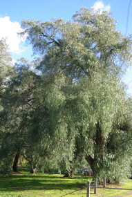 Photograph - Digital image, Marilyn Smith, Poulter Avenue Reserve Trees 2016, 11/08/2016