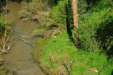 Photograph - Digital image, Marilyn Smith, Poulter Avenue Reserve 2016, 11/08/2016