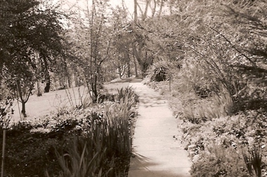 Photograph - Digital image, June Roberts, The garden at Blackjack, 1960c