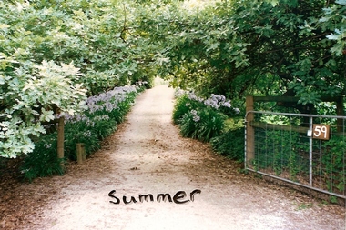 Photograph - Digital image, June Roberts, Summer garden at Blackjack, 1999c