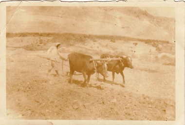 Photograph - Digital image, Charles Marshall et al, Bedouin Arab ploughing at foot of Mount Temptation, 1918_