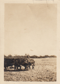 Photograph - Digital image, Charles Marshall et al, Bedouins thrashing corn at Sudd, 1918_