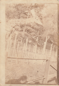 Photograph - Digital image, Charles Marshall et al, Cairo Zoo, 1918_