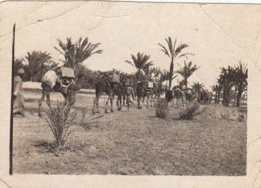 Photograph - Digital image, Charles Marshall et al, Camel transport at Marsaid, 1918_