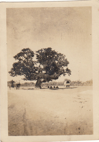 Photograph - Digital image, Charles Marshall et al, Christ's tree near Ramleh, 1917_
