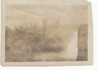 Photograph - Digital image, Charles Marshall et al, Horse bathing, 1917_