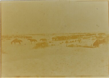 Photograph - Digital image, Charles Marshall et al, Light Horse horse lines, 1918_