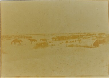 Photograph - Digital image, Charles Marshall et al, Light Horse horse lines, 1918_