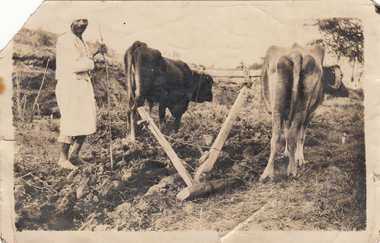 Photograph - Digital image, Charles Marshall et al, Native ploughing, 1918_