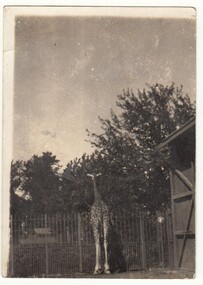 Photograph - Digital image, Charles Marshall et al, Port Said Zoo, 1917-1918